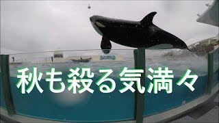 鴨川シーワールド２０１８　シャチパフォーマンス２９０　GoProで秋もヤル気満々のシャチを４Ｋで撮ってみた　killer whale show