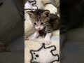 保護猫 子猫 赤ちゃん猫 初めての威嚇が可愛すぎるw