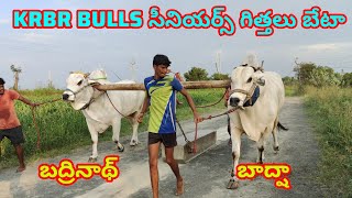 KRBR BULLS కుందూరు రాంభూపాల్ రెడ్డి గారి (బద్రీనాథ్ బాద్షా) సీనియర్స్ గిత్తలు బేటా