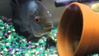 CAUGHT IN THE ACT S.R. BREEDING - MEGA CICHLID