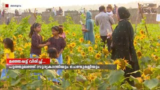 മഞ്ഞപ്പട്ട് വിരിച്ച്...മലപ്പുറം വേങ്ങരസൗത്ത് കുറ്റൂരിൽ പൂത്തുലഞ്ഞ സൂര്യകാന്തിക്ക് കാഴ്ചക്കാർ ഏറുന്നു