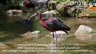 הכר את החיה: מגלן חום