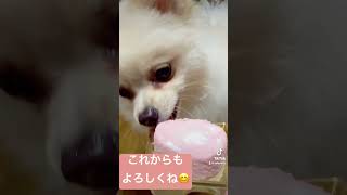 誕生日ケーキを食べるポア#ポメラニアン#犬#誕生日#癒し