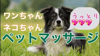 《動物看護師》ペットのマッサージ