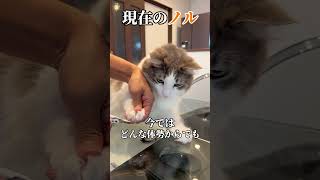 爪切りが嫌すぎる猫と平気な猫の違い#short