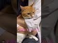 先生の発作に一瞬戸惑うも、最後まで付きあってくれる猫【猫のこにゃん】 shorts