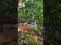 tomato plants and cutting lower leaves