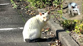 白黒子猫の瓜二つなお婆さん猫が現れて！した時👀