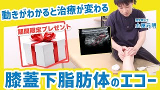 【膝痛】徒手療法に活かす！"膝蓋下脂肪体の動態"をエコーで見える化