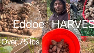 Harvesting and planting Eddoe ,harvest 75lbs of eddoes