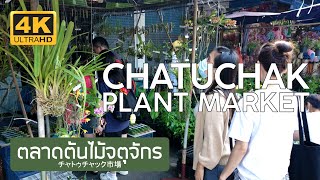 ตลาดต้นไม้จตุจักร 2 มกราคม 2568 Chatuchak Plant Market January 2nd, 2025 チャトゥチャック市場 バンコク タイ