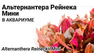 Альтернантера Рейнека Мини (Alternanthera Reineckii Mini). Красное растение для аквариума.