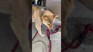 柴犬ロクの脱走。 #vlog #shiba #柴犬 #dog #柴犬子犬 #puppy #脱走