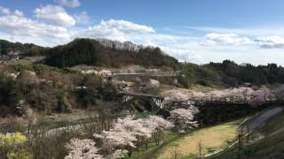 長野県上伊那郡中川村　坂戸橋の桜