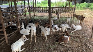 ternak kambing sistem umbaran kandang tanpa panggung tidur langsung di tanah