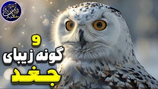 گونه های زیبای جغد که در طبیعت پرسه میزنند