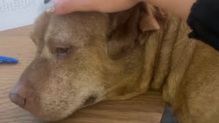 Shelter dog loved belly rubs. Then he was put on a heartbreaking list.