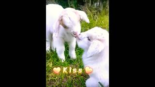 Goat baby loving💕A beautiful moment#shortvideo #shorts