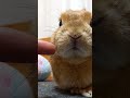 【うさぎカフェ】オヤツじゃない物が近づいて来て・・・　 shorts うさぎカフェ うさぎ bunny