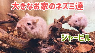 ジャービルというスナネズミ〜大きなお家で暮らす姿が可愛すぎる！ Gerbil called Jerville