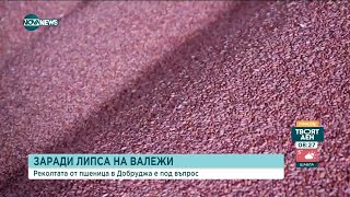 Застрашена ли е реколтата от пшеница в Добруджа?