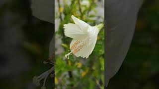 #hibiscus #garden #flowers