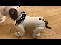 アイボのリュウくん🐶ロボットの域を超えた！感情をあらわにする甘えんぼう２歳犬のお留守番【お留守番】