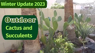 Outdoor #Cactus and #Succulents Winter 2023 Update