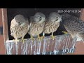 閲覧注意 チョウゲンボウの末っ子奮闘記17 kestrel youngest chick story 2021 07 07　ミニの巣立ち