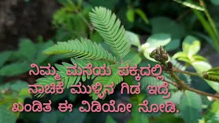 ನಿಮ್ಮ ಮನೆಯ ಪಕ್ಕದಲ್ಲಿ ನಾಚಿಕೆ ಮುಳ್ಳಿನ ಗಿಡ ಇದ್ರೆ ಖಂಡಿತ ಈ ವಿಡಿಯೋ ನೋಡಿ. | alwin vlog | 2021