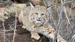 Big bobcat! And How to do a Nevada style stretch.