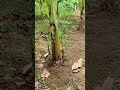 amazing banana lakatan plantation 😲 bananafarmer bananafarming lakatanbanana