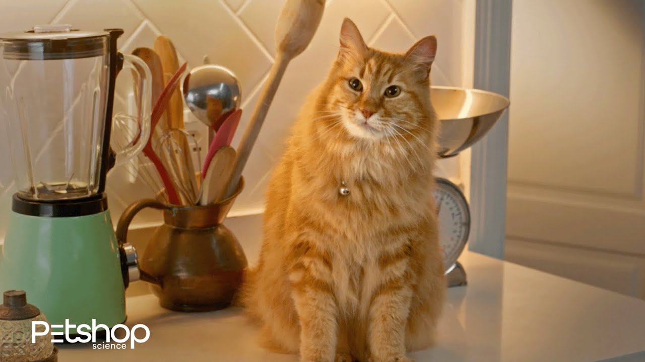 Treat Them With The Best Petshop Science Youtube