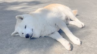 ポケモンの笛でも起きそうにないリアルカビゴン柴犬