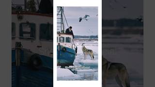 A kind man rescue a Sea Dog. #rescue #survivor #rescueanimals