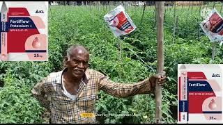 தக்காளி செடிகளுக்கு சிறந்த உரம் விவசாயின் // ,🍅🍅🍅🌱🌱🌱🪴🪴🪴🪴#shorts #