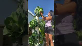 Vertical aeroponic farming - Agriculture Technology🍚