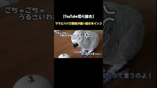 態度が激変するインコ!?ママとパパとで態度の違いを検証 #shorts # #ヨウム #インコ #めいちゃん #態度  #激変  #youtube切り抜き