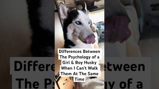 Clingy Husky vs. Independent Husky #funnydogvideo #huskies