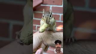 #animals #funny #cute #chipmunk #squirrel #bunny #rabbitasmr #rabbit #rabbitbaby #wheatgrass