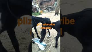 funny goat,funny goat videos,funny baby goats,goat baby,cute goats,funny baby goat videos,#shorts