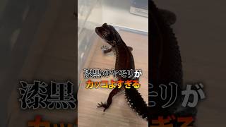 漆黒のヤモリがカッコよすぎる...!!!! #爬虫類 #reptiles #rafちゃんねる #レオパ #ヒョウモントカゲモドキ #ブラックナイト