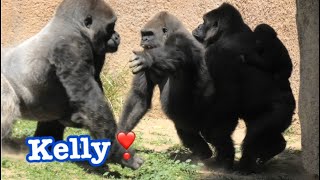 Gorilla 💞 Kelly got jealous ⁉️Angela play with sand alone🔆🔱 Los Angeles Zoo