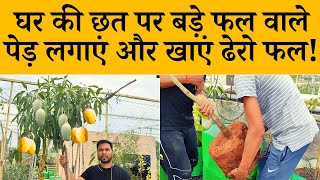 घर की छत पर बड़े फल वाले पेड़ लगाएं और खाएं ढेरो फल! | How To Grow Fruit Plants In Terrace In Hindi