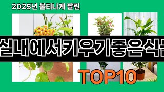 실내에서키우기좋은식물 2025 최강 쿠팡로켓배송 추천 Top 5