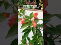 ছাদ বাগানে নতুন সদস্যদের আগমন। newplants bougainvillea springseason trendingshorts