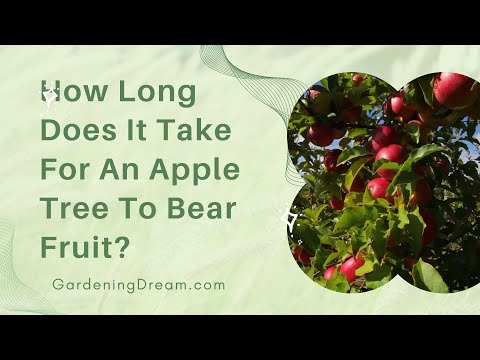 How many years does it take for an apple tree to produce fruit?