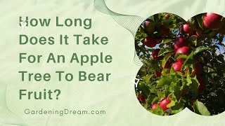 How Long Does It Take For An Apple Tree To Bear Fruit