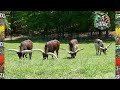 ankole watusi one of the oldest cattle breeds in the world bull farm farming