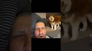 2022  Howling With a Dog  Duet TikTok YouTube Shorts